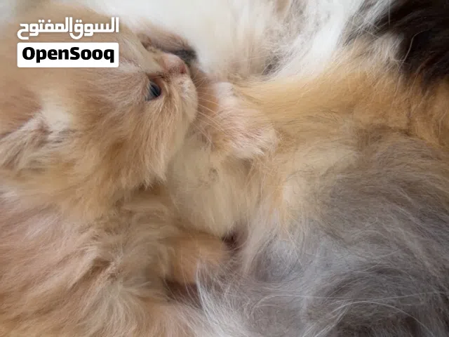 بسعر رمزي كيتن مع اولادها
