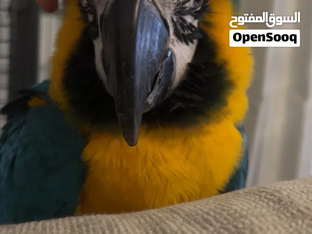 8- months blue&gold macaw