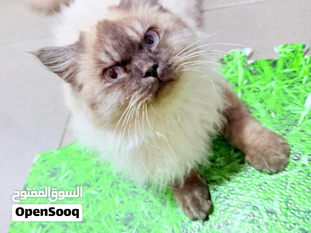 Himalayan, Brownish, Male cat