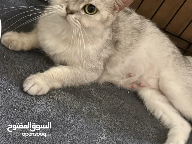 British shorthair silver ns1133