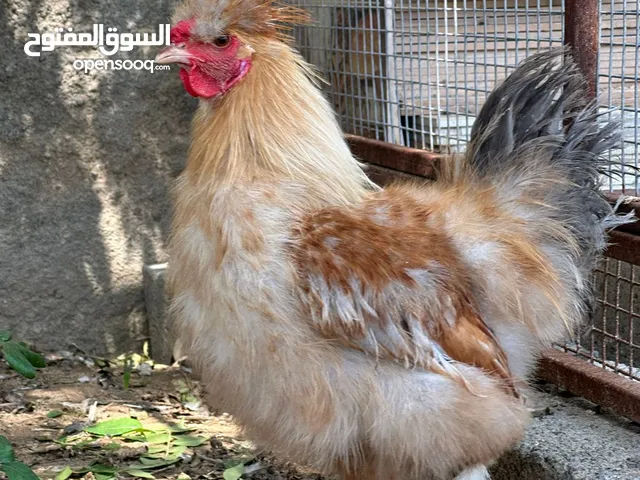 دجاج سلكي اوروبي تحضين طبيعي امورهن فوق الطيبه عمرهن 7شهور عمر الإنتاج حاليا بايضات بس المطر خرب بيض