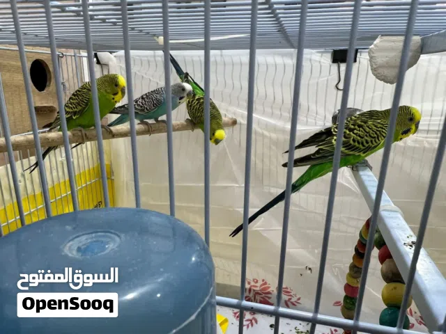 للبيع - طيور الحب البدجي عدد 12