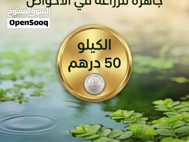 ازولا نوعية ممتازة