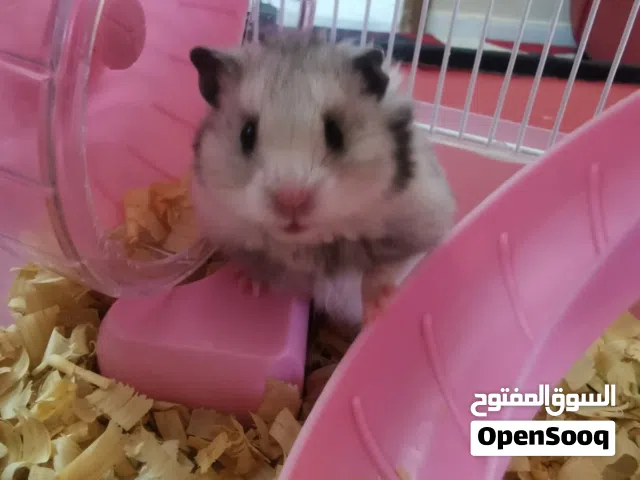 هامستر للبيع