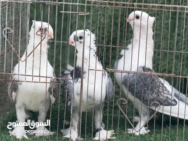 حمام طوربيد