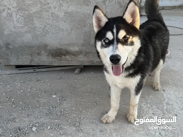هاسكي ذكر و أنثى مع دفاتر تطعيم