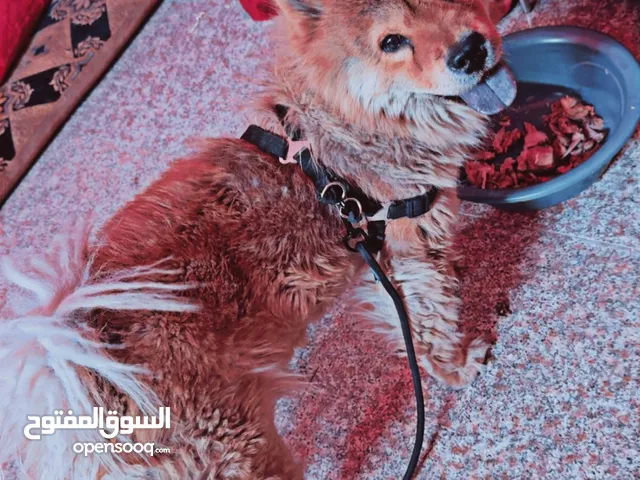 كلب جاو جاو للبيع انثا