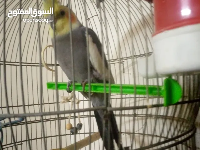 كوكتيل للبيع بالصلاة على النبي