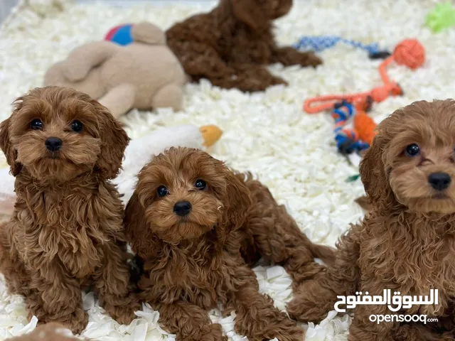 Toy Poodle