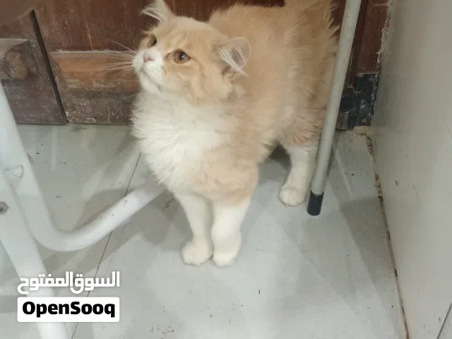 بريتش لونق هير