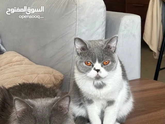للبيع قطه سكوتش ذكر و انثى
