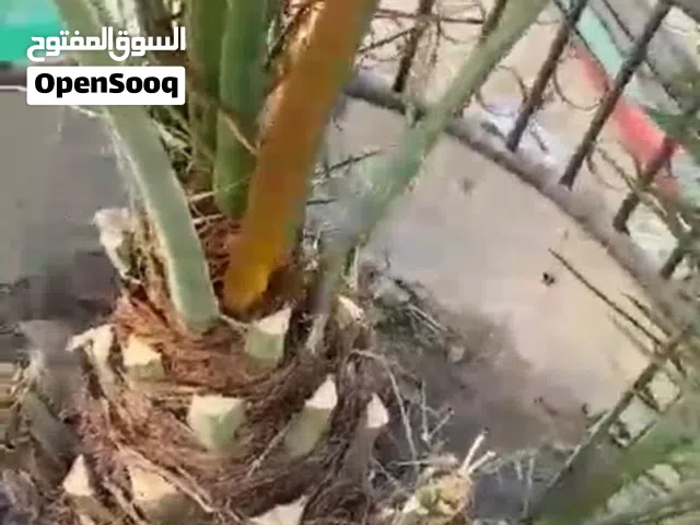حديد الأشجار