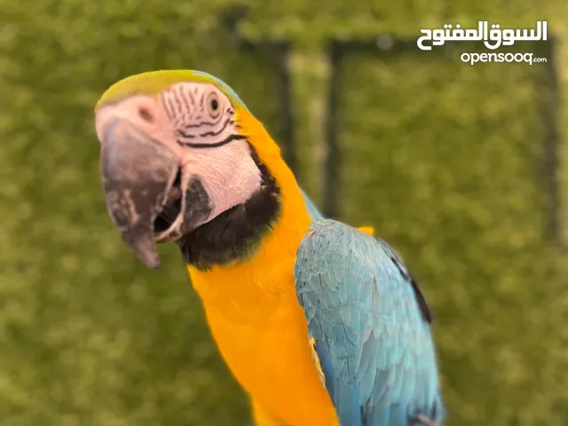 Tamed Macaw – Calm & Friendly Companionببغاء ماكاو أليف – هادئ وسهل التعامل