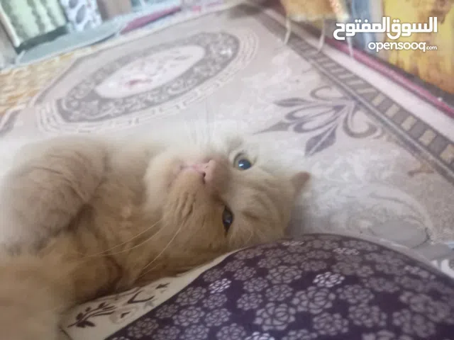 قط شيرازي للتبني