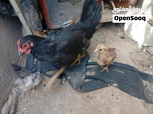 دجاجه عربيه مع افراخ للبيع الوصف مهم