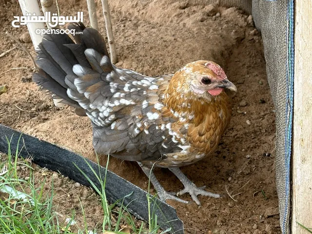 دجاج إسباني النوع بأعمار مختلفة و بألوان مختلفة