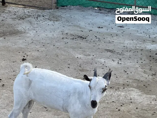 تيس محلي العمر 8شهور