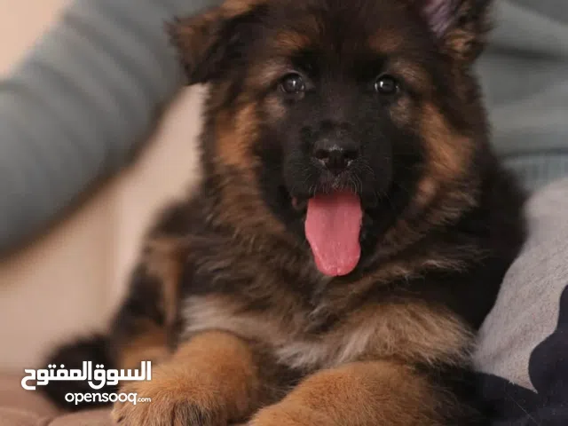 GERMAN SHEPARD FEMALE PUPPY SHOWLINE