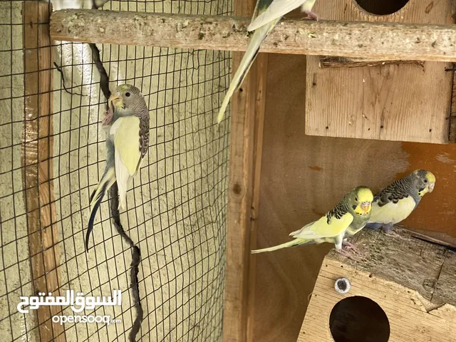 شكري برصاصي درجة اولى مضمون