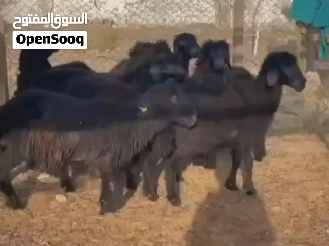 للبيع النوع الحلال