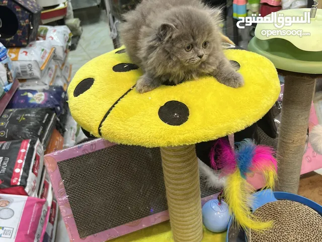 شانشيلا لونج هير كيتين أنثى مفطومة عرض نااااار تابع الوصف للأهمية القصوى