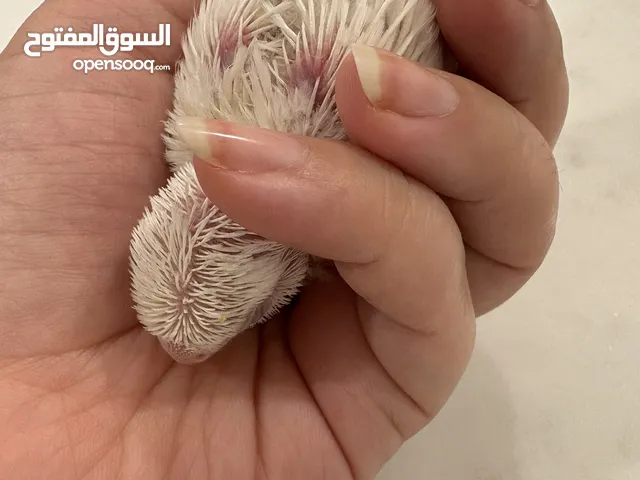 طير الروز ألبينو / Albino red eyes lovebird