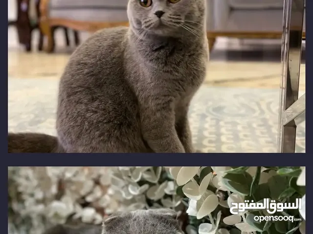 عندي قطتين نفس الي بصوره لتبني
