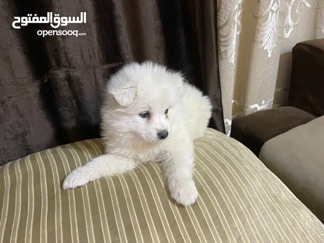 جراء سامويد