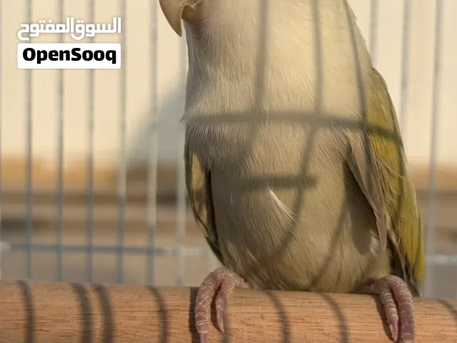 للبيع أنثى روز