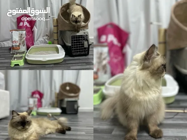 قطوة هملايا انثى العمر 7 شهور مع جميع أغراضها و مستلزماتها
