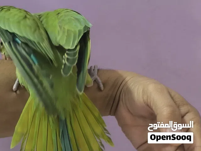 متوه اليف جدا وحجم طيب وبصحه جيده .التفاصيل بالوصف