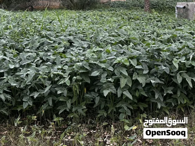 لوبيا للمواشي