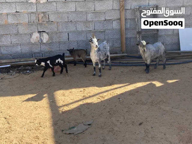 ماعز قصير وادي الربيع