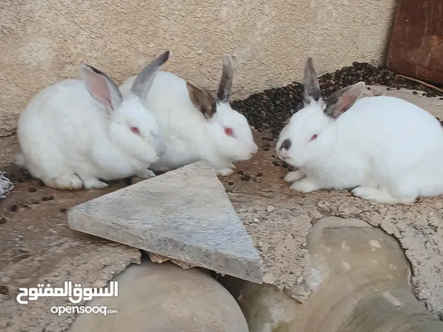 ارانب اللبيع...نثايتين وذكر نخب اول  عمارهن بين 10...11....12شهور ارانب نظافه اناثي فيهن عشار