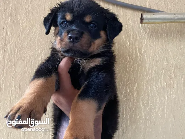 انثى روت ومعها اتنين جرو بصحة جيدة معهم شهادات تطعيم ولام مطعيه وهادئة ومدربه للحراسة من اصل المانى