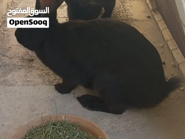 مجموعة ارانب للبيع في الرصيفة