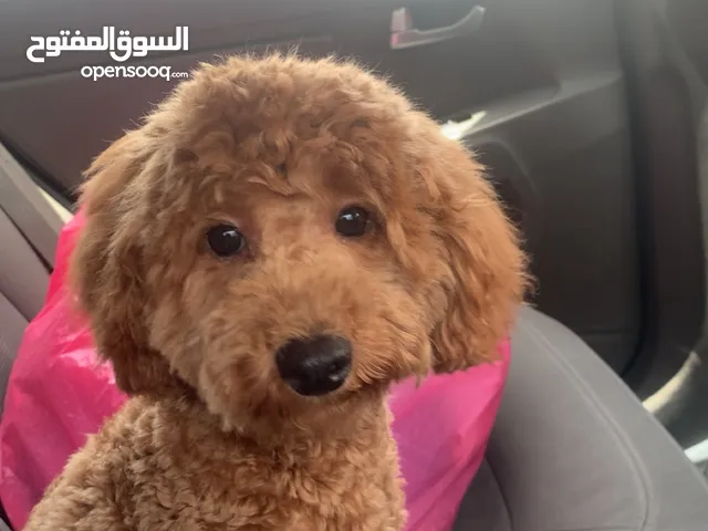 Toy poodle female 10 months old