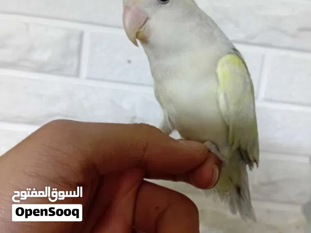 جوز روز للبيع المستعجل