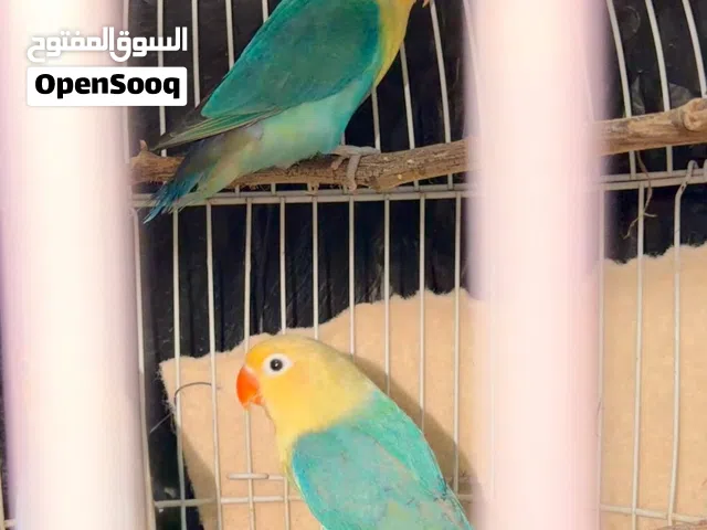 Par blue Opalines Adult pair. Bonded Pair. Mating pair. (Al ain)