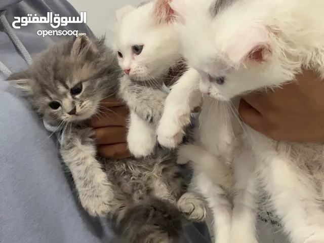 أربع قطط صغار four small cats 1 month and 2 weeks old