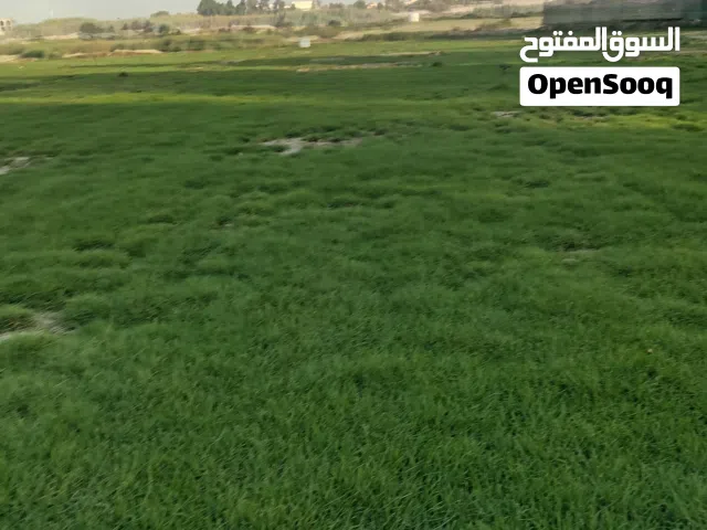 مزارع ومنسق حدائق وعمل الصيانة الشهرية وزراعة العشب الأخضر والورود