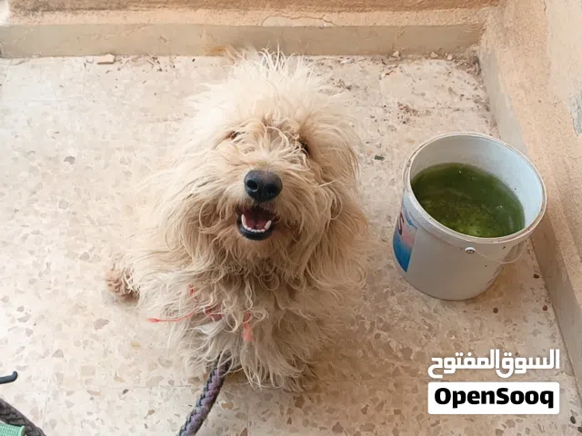 كلب غولدن بودل عمره سنة وشهرين تقريبا لعوب وبيسمع الكلام للبيع