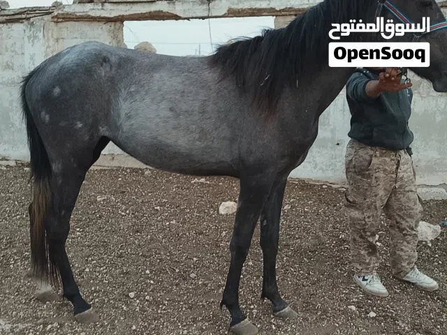 مهره اصيله