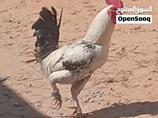ديك عربي العمر تسعة أشهر