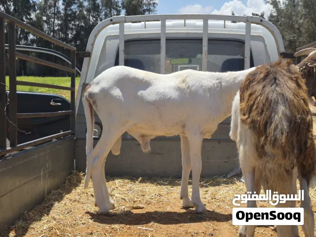 خروف تهري امقرس في ليبيا مزان الله يبارك