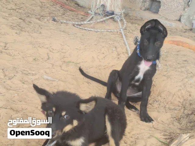 كلب مالينوا وجيرمان للبيع او تبديل بايفون