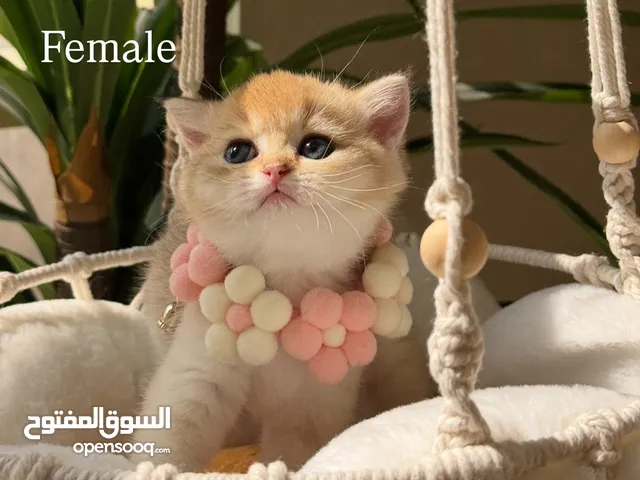 British Gold shorthair
