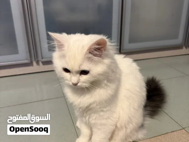 قطة شيرازية للبيع  Turkish Angora cat for sale