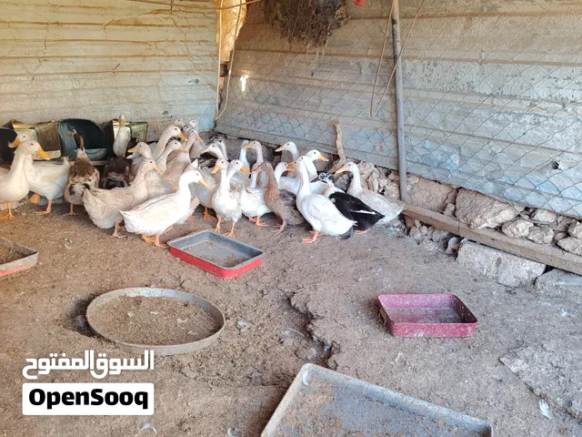 بط للبيع بسعر حرق 2.5