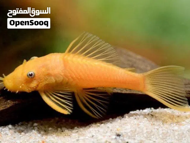 سمك الزبال
